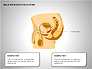 Male Reproductive System slide 12