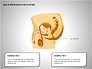 Male Reproductive System slide 15
