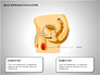 Male Reproductive System slide 17