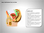 Male Reproductive System slide 19