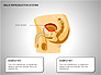 Male Reproductive System slide 2
