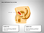 Male Reproductive System slide 3