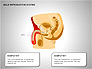 Male Reproductive System slide 4