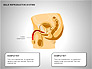 Male Reproductive System slide 5