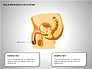 Male Reproductive System slide 6