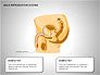 Male Reproductive System slide 8