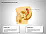 Male Reproductive System slide 9