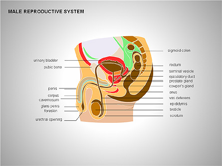 Male Reproductive System Presentation Template, Master Slide