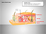 Skin Structure Diagrams slide 2