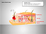 Skin Structure Diagrams slide 3