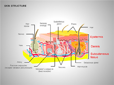 Skin Structure Diagrams Presentation Template, Master Slide