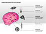 Human Brain Motivation Diagrams slide 12