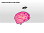 Human Brain Motivation Diagrams slide 2