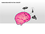 Human Brain Motivation Diagrams slide 4