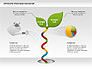 Sprouts Process Diagram slide 6
