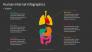 Human Internal - Medical Infographics slide 2