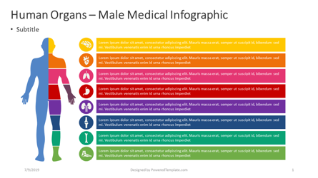 Human Internal - Male Infographic Presentation Template, Master Slide