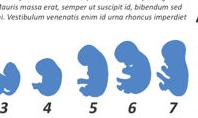 Embryonic Development Infographic