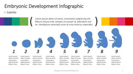 Embryonic Development Infographic Presentation Template, Master Slide