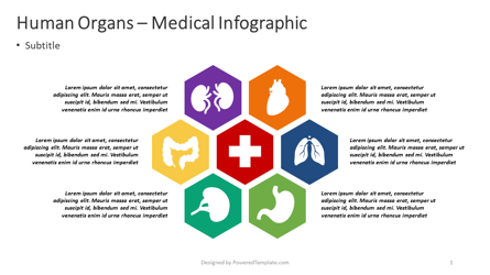 Human Organs - Medical Infographic Presentation Template, Master Slide