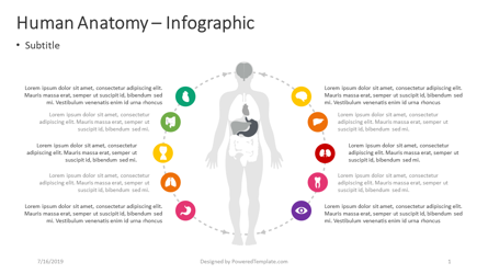 Human Anatomy - Infographic Presentation Template, Master Slide
