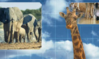 African Animals Presentation Template