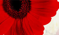 Red Flowers Presentation Template