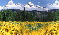 Alpine Flowering Meadows Presentation Template