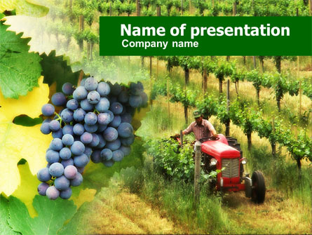 Grape Field Presentation Template, Master Slide