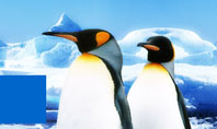 Penguin Couple Presentation Template