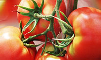Tomato Farming Presentation Template