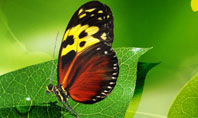 Butterfly On The Leaf Presentation Template