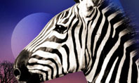Zebra In Sunset Free Presentation Template
