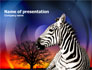 Zebra In Sunset Free slide 1