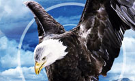 North American Eagle Presentation Template