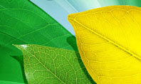 Green-Yellow Leaves Presentation Template