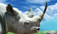 White Rhinoceros Presentation Template