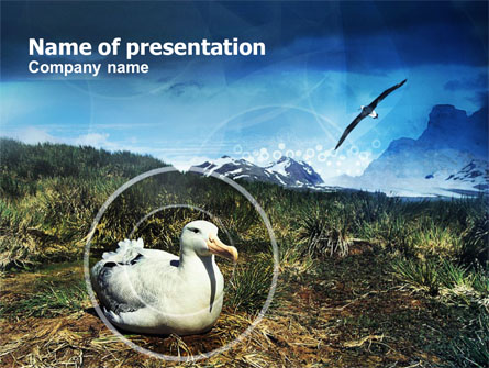 Ornithology Of High Latitudes Presentation Template, Master Slide