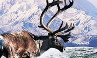 Alaska Elk Presentation Template