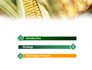 Maize slide 3