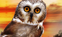 Owl Presentation Template
