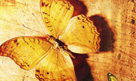 Butterflies On A Wood Presentation Template