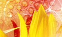 Yellow Petals On A Light Crimson Background Presentation Template