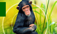Apes Presentation Template