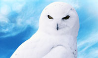 White Owl Presentation Template