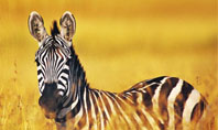 Zebra In Yellow Savannah Presentation Template