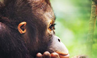 Orangutan Presentation Template