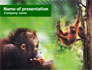 Orangutan slide 1
