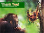Orangutan slide 20