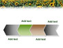 Field of Sunflowers slide 16